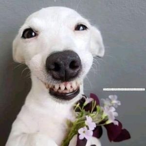 Meet your Posher, Sheri